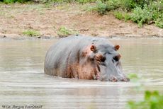 Flusspferd (92 von 104).jpg